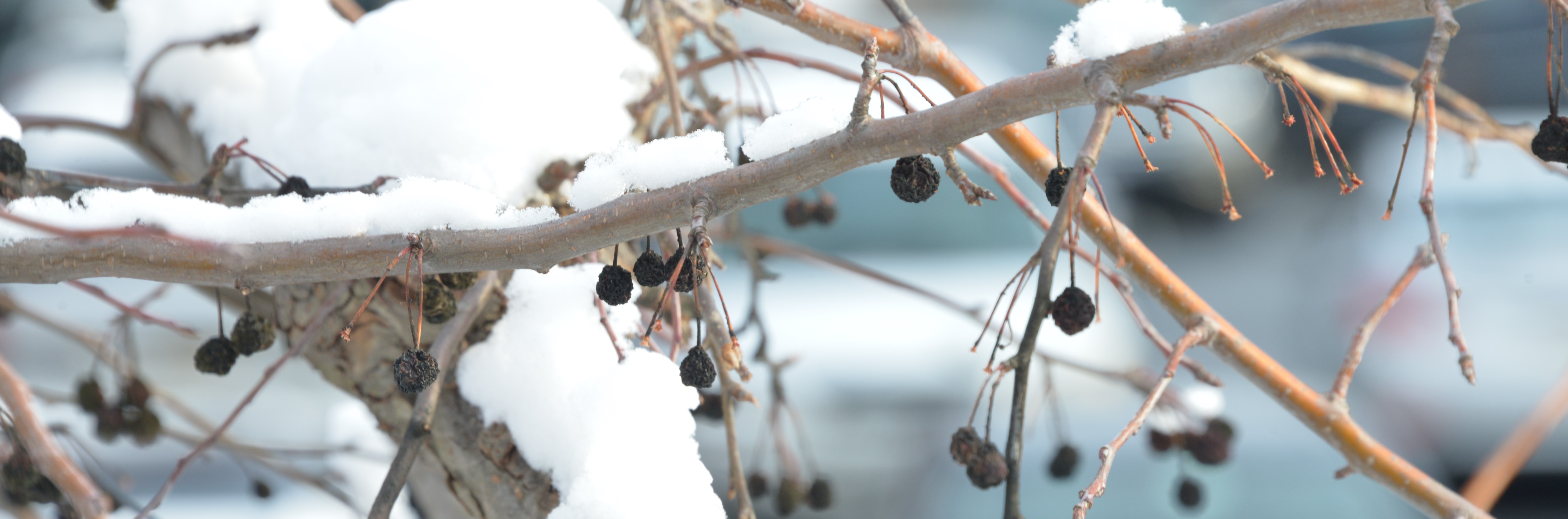 GME Appeal Snowy Branch Header