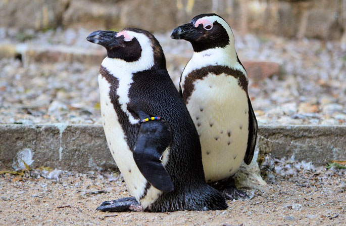Lehigh Valley Zoo