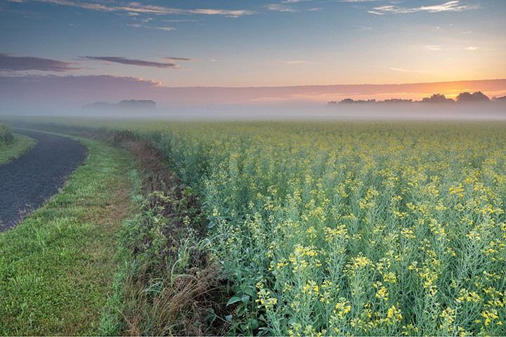 Canola Field Promoting Health and Well-Being at Anderson Campus