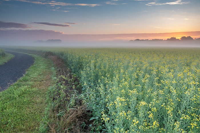 Canola Field Promoting Health and Well-Being at Anderson Campus
