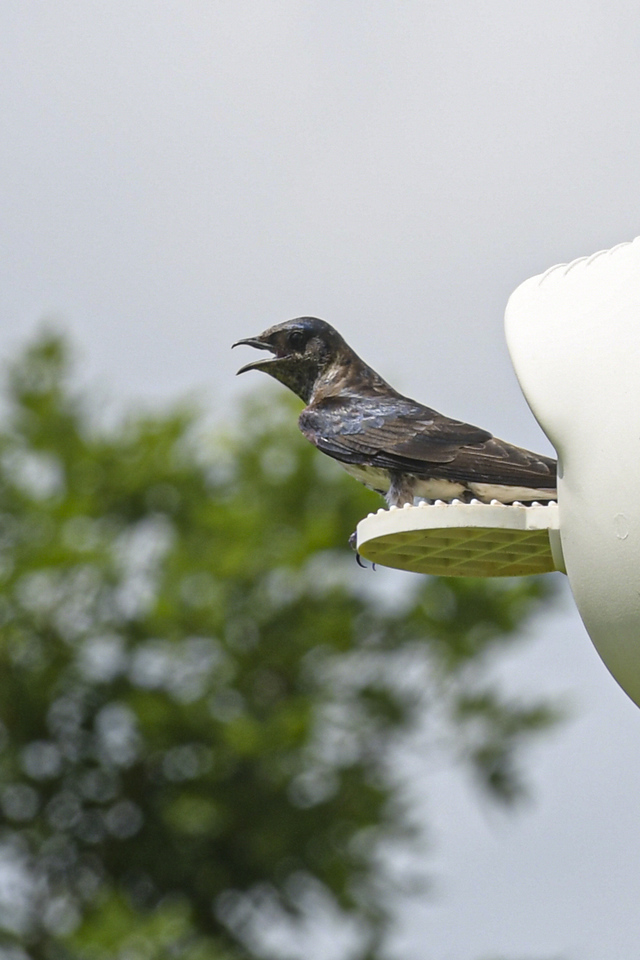 PurpleMartins1