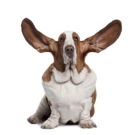 Brown and white basset hound