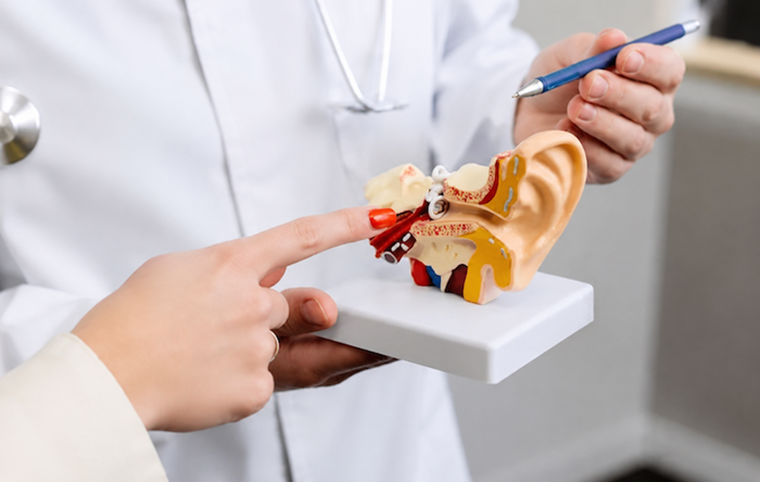 ENT doctor displays a diagram of the ear to a patient