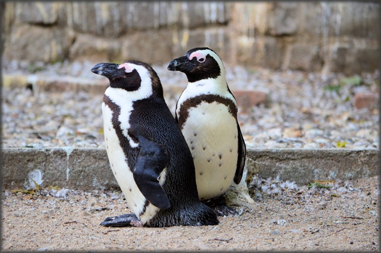 Penguins