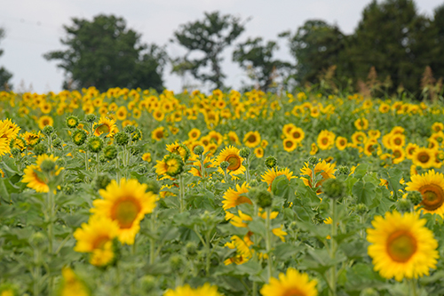St. Luke’s Arboretum & Gardens