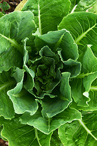 Organic Farm