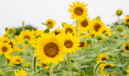 St. Luke’s Rodale Institute Organic Farm - Sunflowers