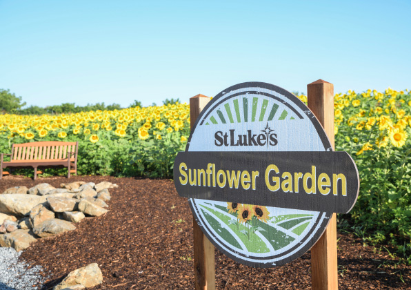 St. Luke's Sunflower Garden