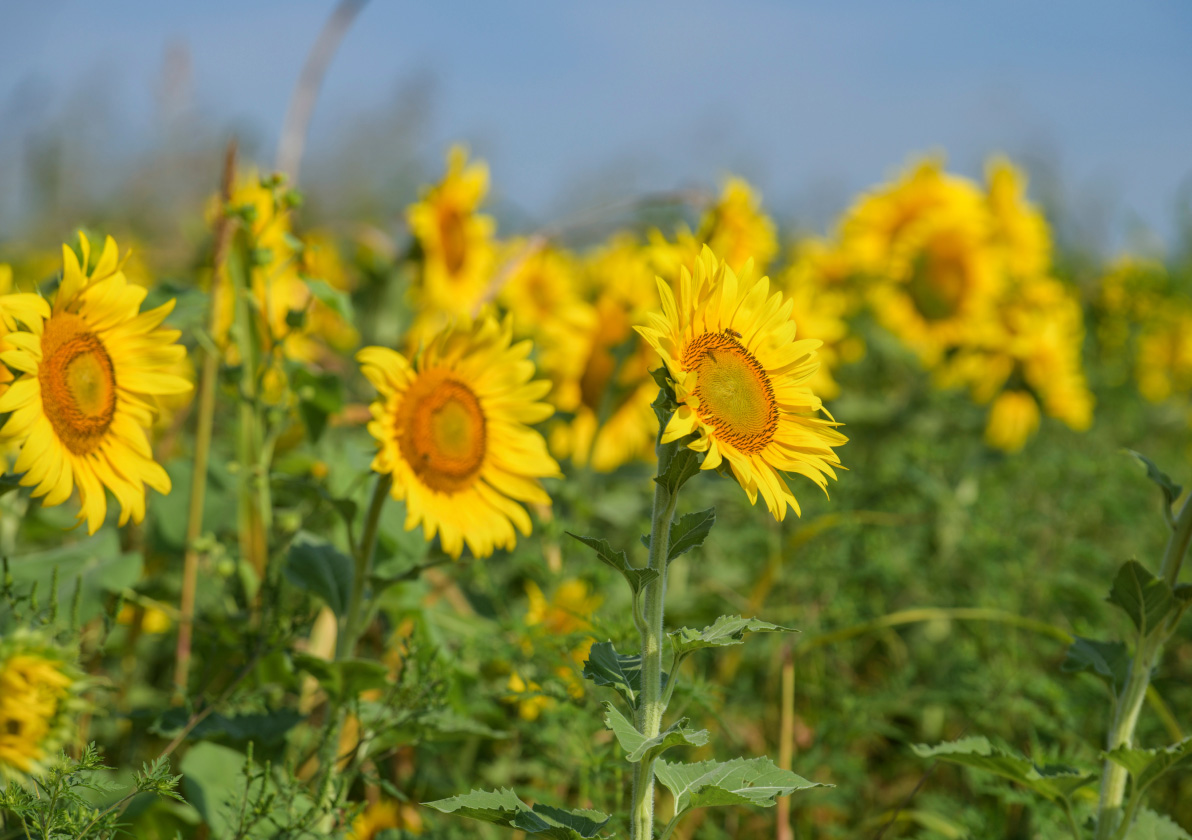 Sunflower field