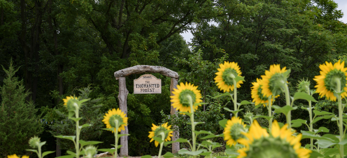 St. Luke's Enchanted Forest