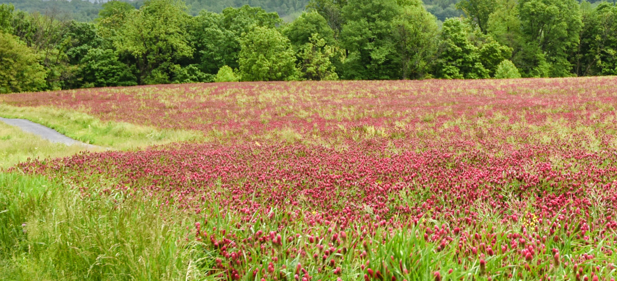 Field of flowers at St. Luke's Anderson Campus