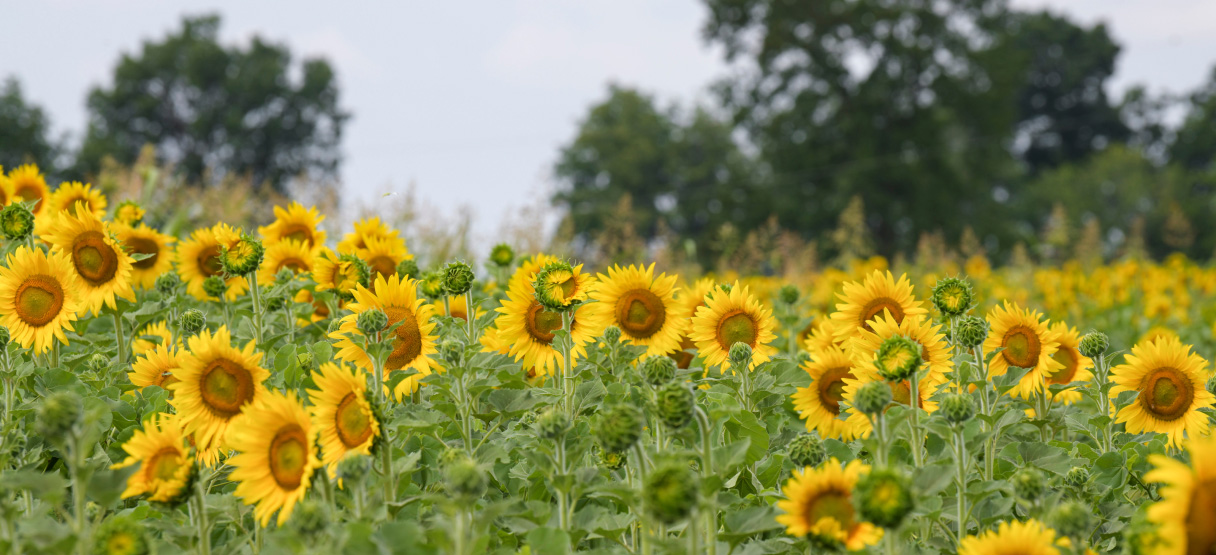 Sunflower Field