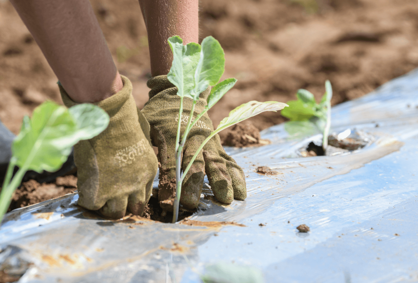 Farmer planting in a field