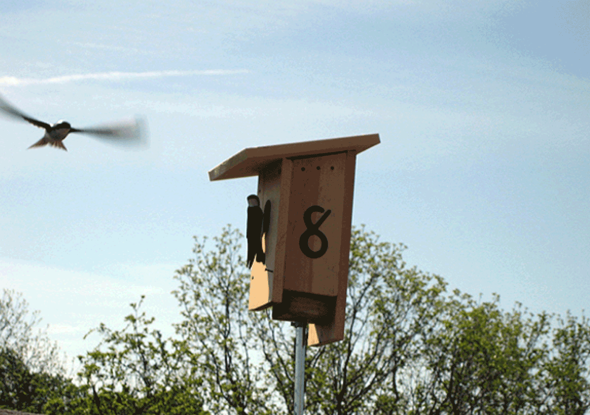 Bird flying into bird house