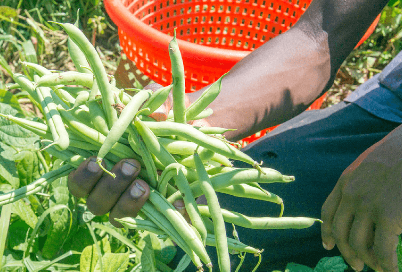 Farmer holding green beans