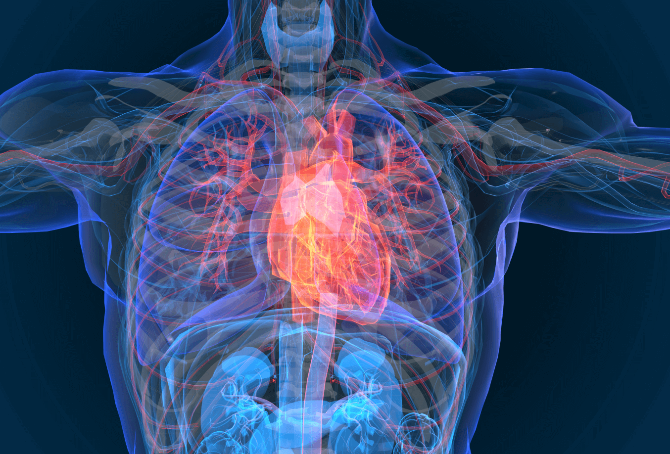 Graphic of heart inside the body