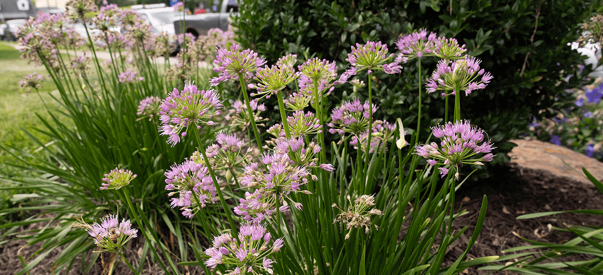 Beautiful flowers at the Labrynth