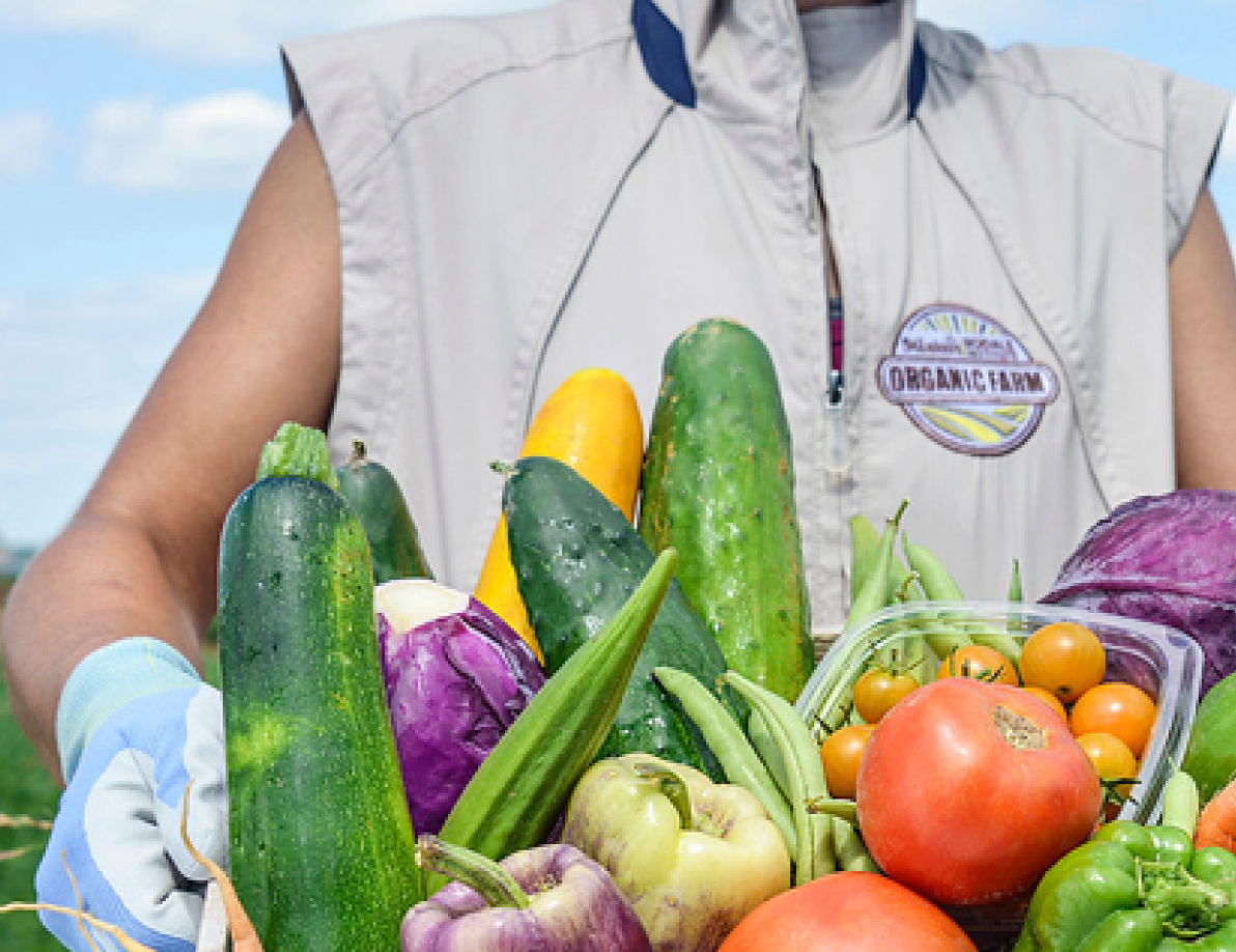 Farmer holding organic vegetables